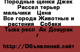 Породные щенки Джек Рассел терьер-мальчики › Цена ­ 40 000 - Все города Животные и растения » Собаки   . Тыва респ.,Ак-Довурак г.